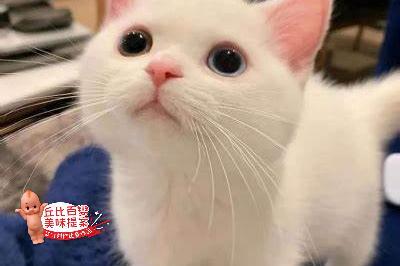 打发范德萨啊手动阀【丘比百变美味提案】